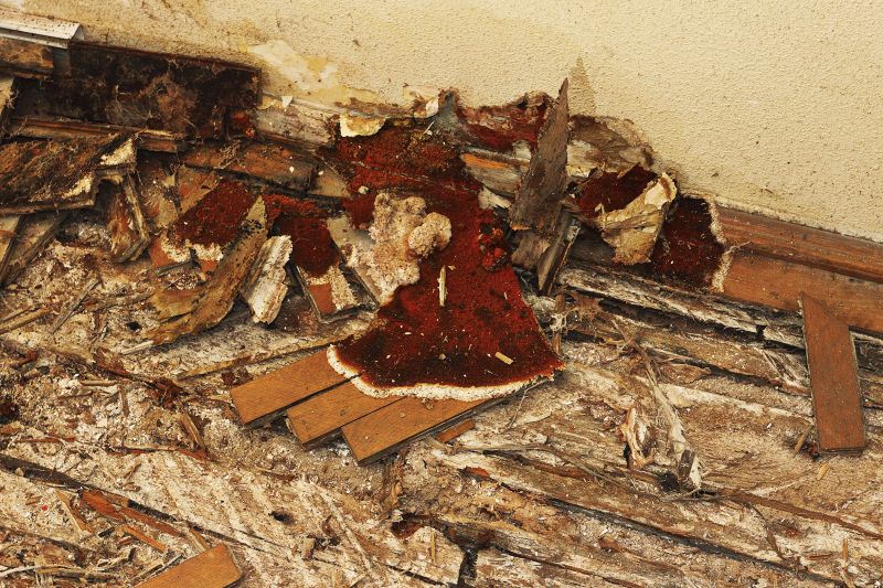 Dry Rot Floor Repair