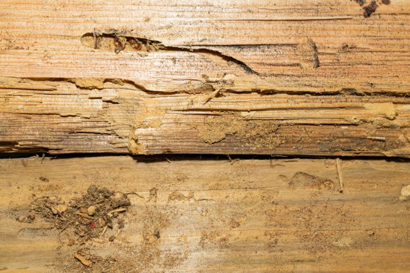 Dry Rot Damage Repair