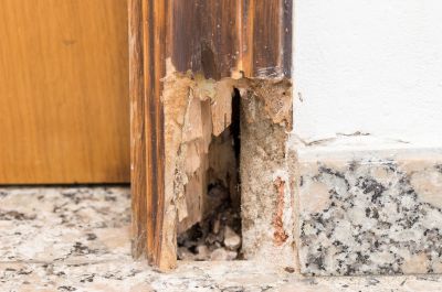 Dry Rot Framing Repair