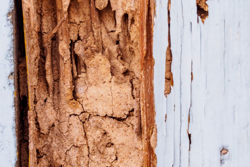 Kitchen Dry Rot Repair