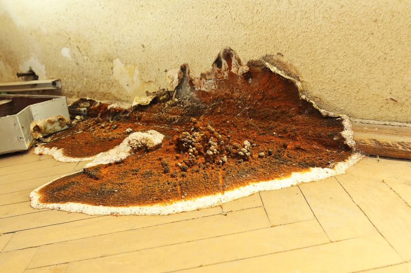 Kitchen Dry Rot Repair
