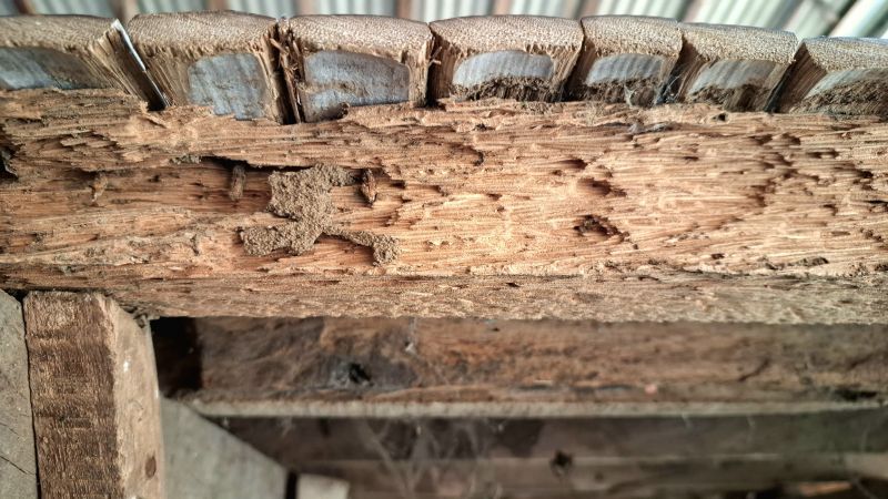 Structural Dry Rot Repair