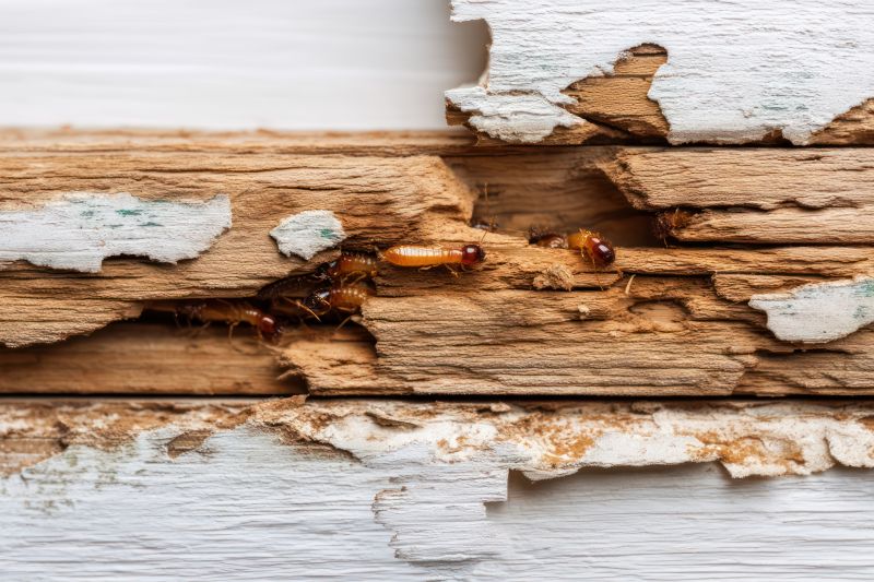 Termite Wood Repair